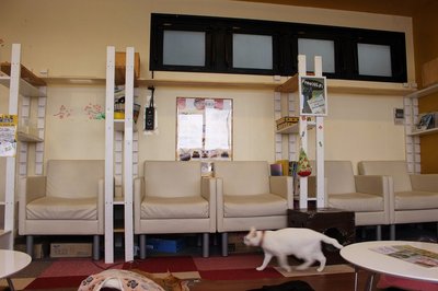 ☕ 네코마루 카페 우에노점 (猫まるカフェ 上野店) 이미지 2